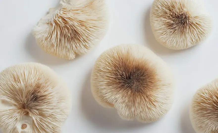 Champignons adaptogènes - Guide complet pour bien choisir
