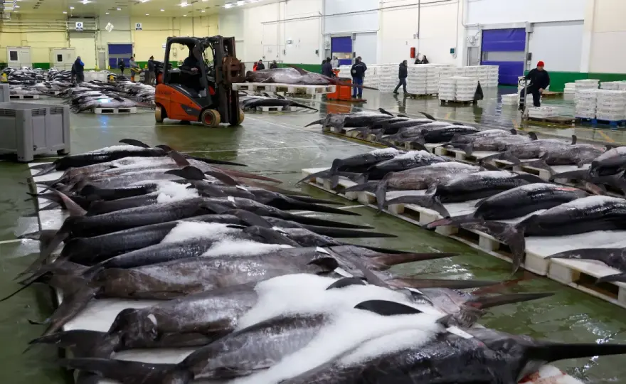 Pesca gallega y lonja - así se fija el valor del pescado