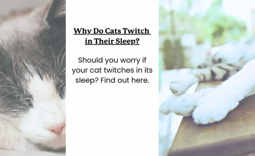 Cat Twitching in Sleep - Dream or Danger?