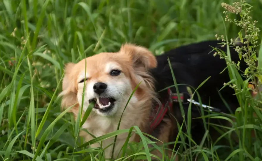 ¿Por qué mi perro come hierba? Causas y cuándo preocuparse