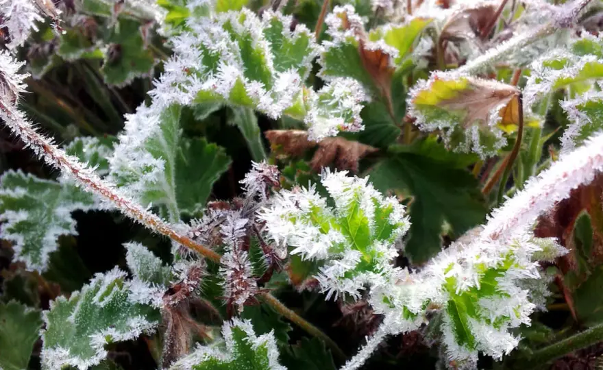 Frostskadad pelargon - så räddar du den