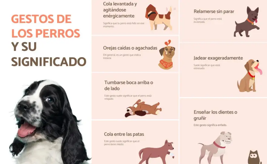 50 Gestos de Perros - ¿Entiendes a tu Mascota?