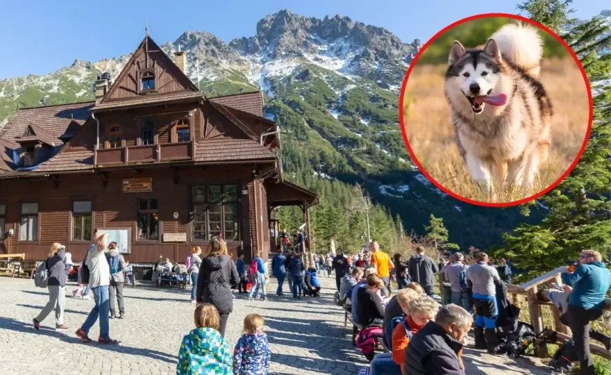 Tatry z psem - Gdzie wolno i jak zaplanować spacer?