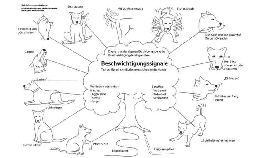 Hundesignale richtig lesen - Körpersprache, Stress und Grenzen