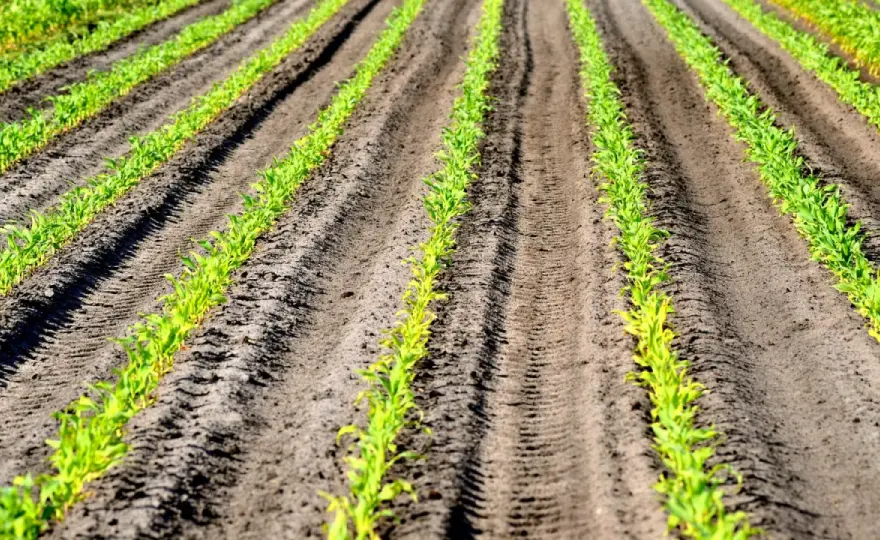 Maïs - Cumul thermique pour semis, irrigation, récolte