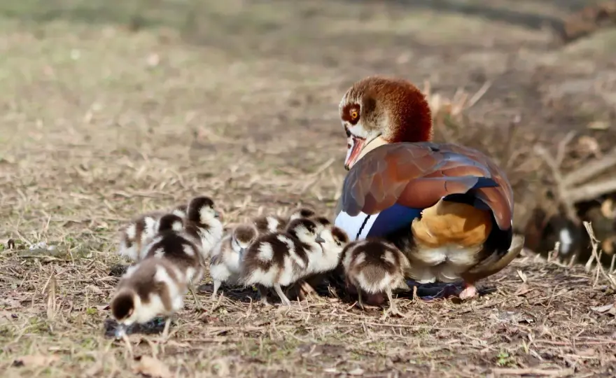 Nilgans in Bayern - Jagdrecht, Schäden & was wirklich zählt