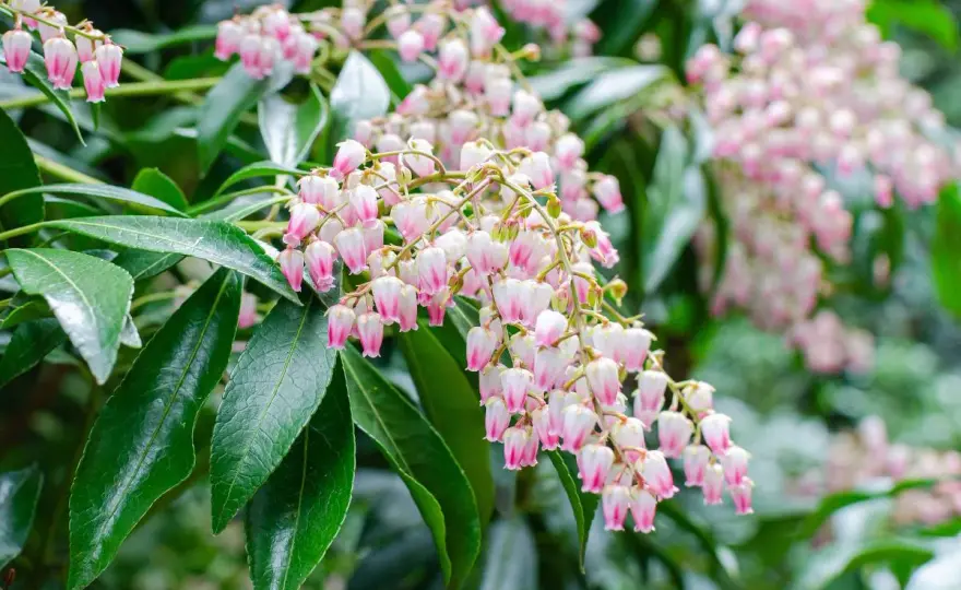 Pieris japonica - Le guide complet pour un arbuste splendide