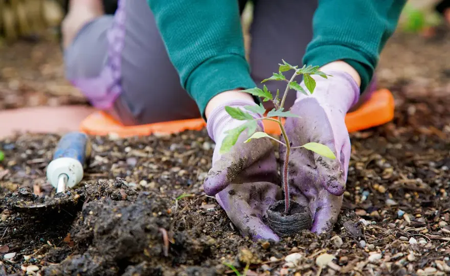 Cosa piantare a marzo nell’orto senza sbagliare