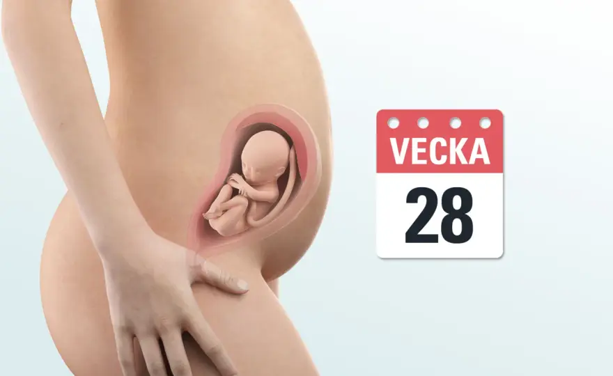 Gravid vecka 28 - barnet, kroppen och när du ska söka vård