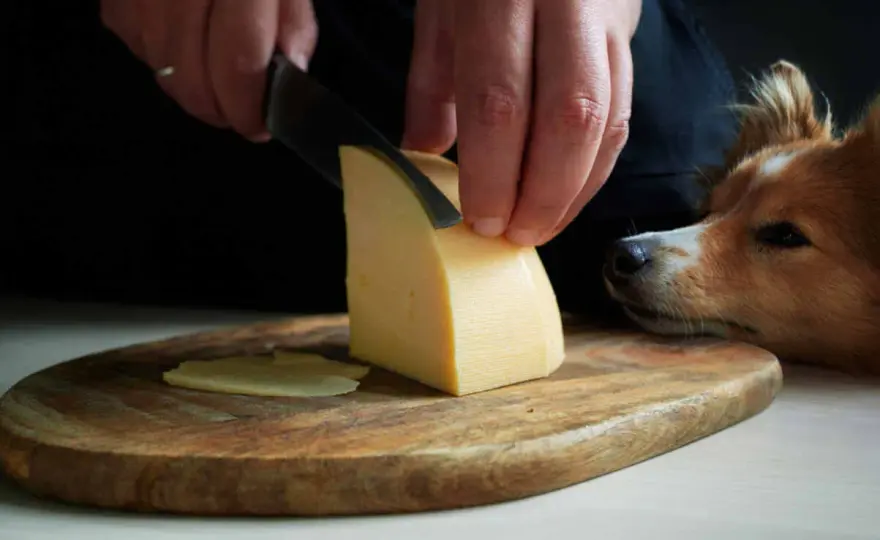 Czy pies może jeść ser żółty? Sprawdź, zanim podasz!