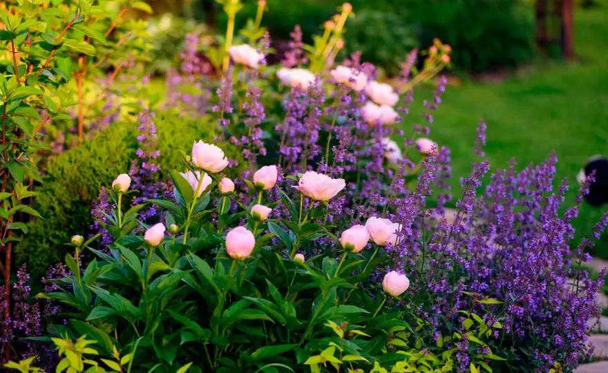 Lila perenner - Skapa en rabatt som blommar hela säsongen