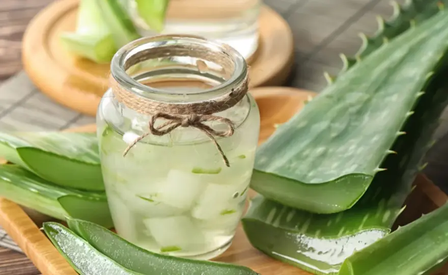 Aloes na odporność - jak wzmocnić organizm i dbać o jelita?