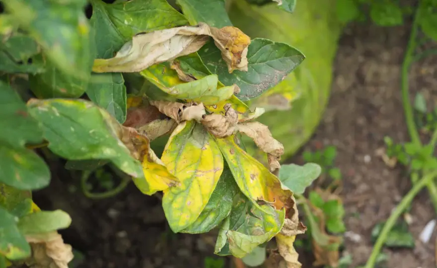 Peronospora della melanzana, come riconoscerla e fermarla