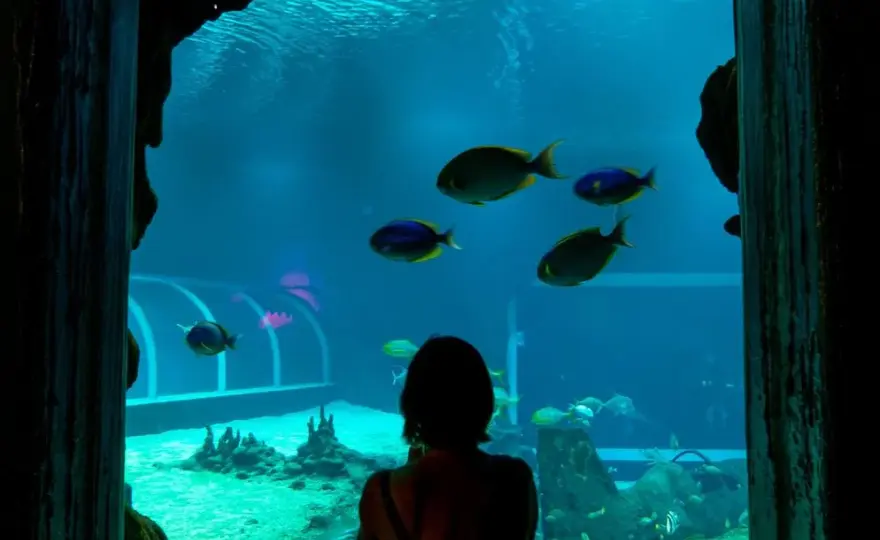Bilety do oceanarium w Łodzi: ceny, zniżki i jak kupić online