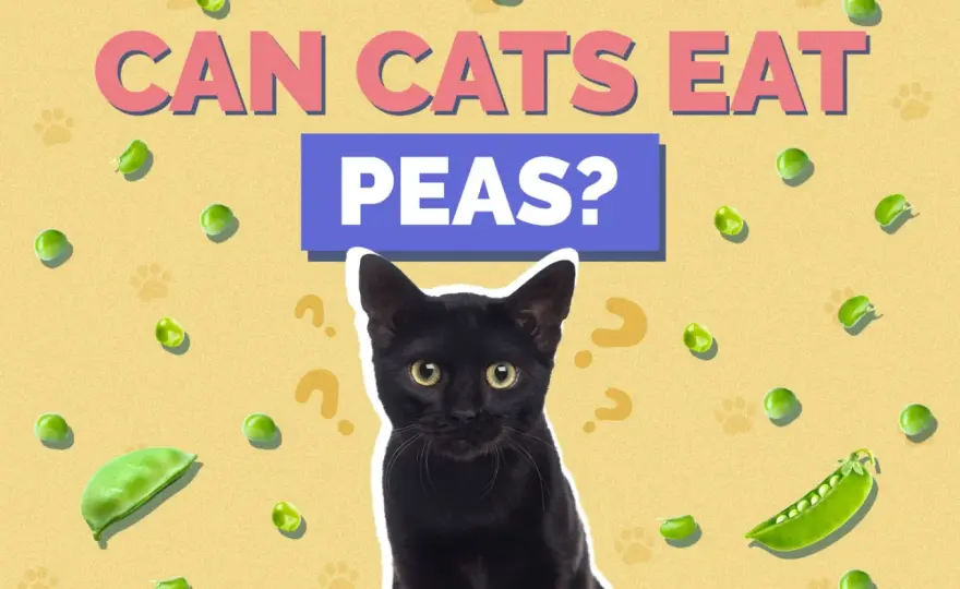Can Cats Eat Peas? Safety, Serving & When to Avoid
