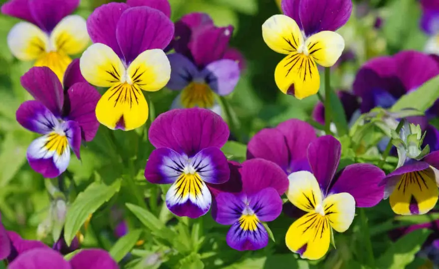 Pensée - Planter, entretenir, prolonger la floraison facilement