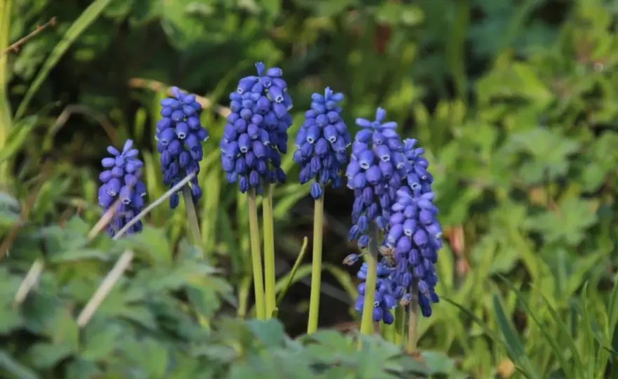 Blå blommor i trädgården - välj sorter som håller färgen