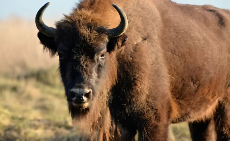 Finns det vilda bisonoxar i Sverige? Det här är visenten