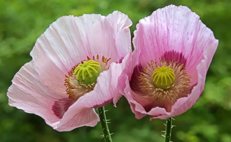 Schlafmohn im Garten? Erkennen, Recht & Handeln – Dein Guide