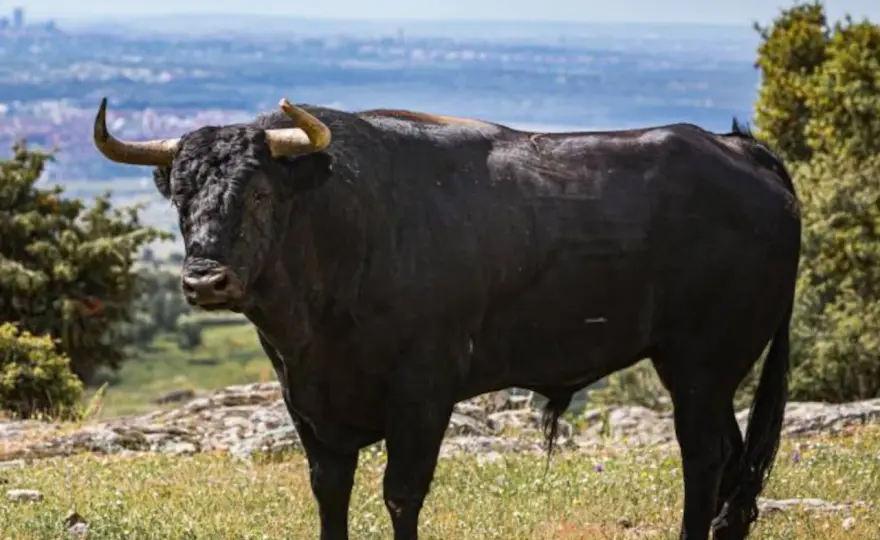 Ganadería Parladé - Clave para entender el toro bravo actual