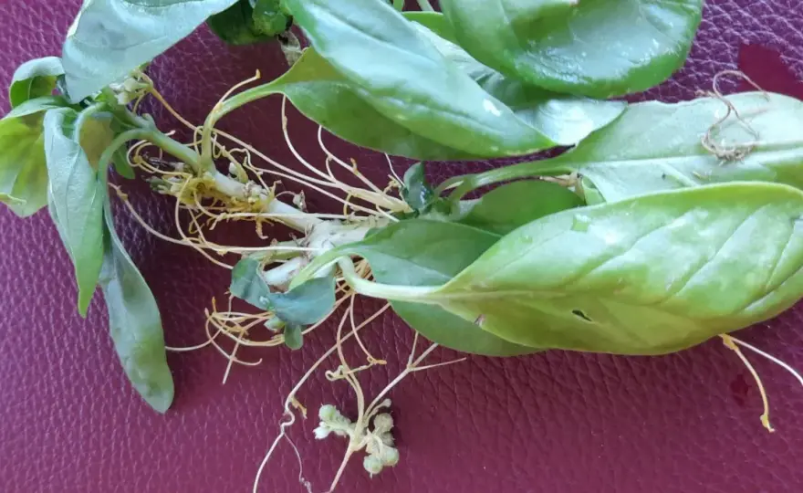 Cuscuta sul basilico - come riconoscerla e fermarla