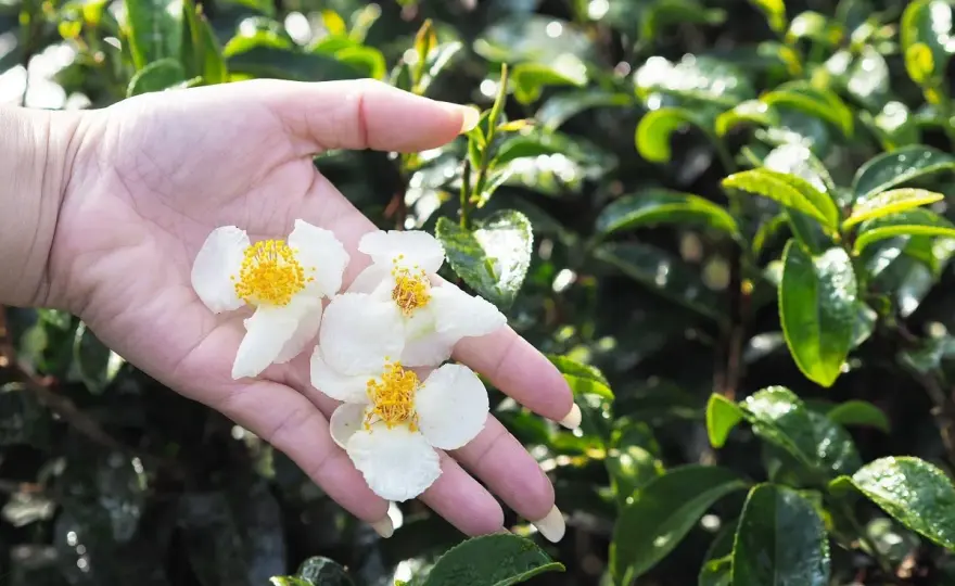 Jak rośnie herbata? Wyhoduj Camellia sinensis w doniczce!