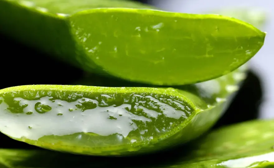 Aloe vera - Usi, rischi e chi deve evitarla