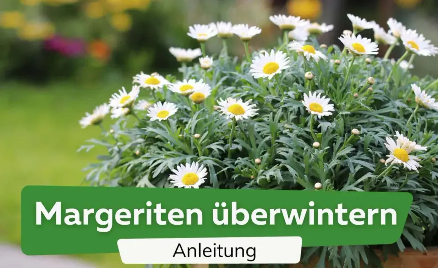 Winterharte Margeriten - So überwintern sie richtig!