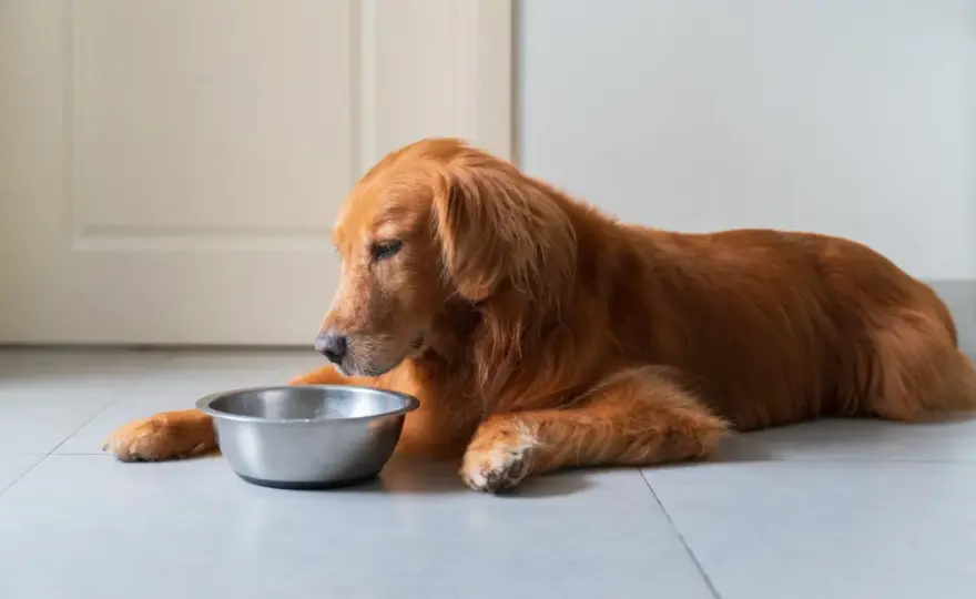 Darmflora beim Hund - wann die Darmsanierung sinnvoll ist