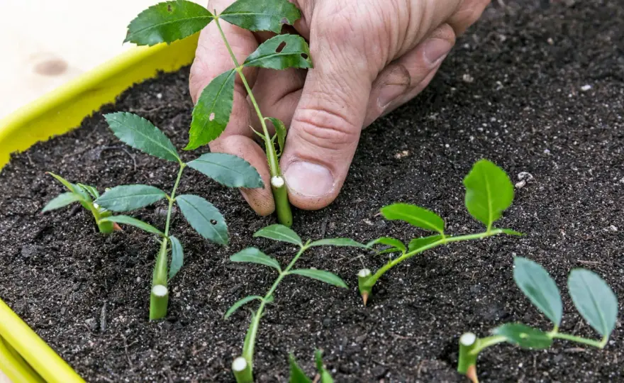 Rosen mit Kartoffeln vermehren - klappt der Trick wirklich?