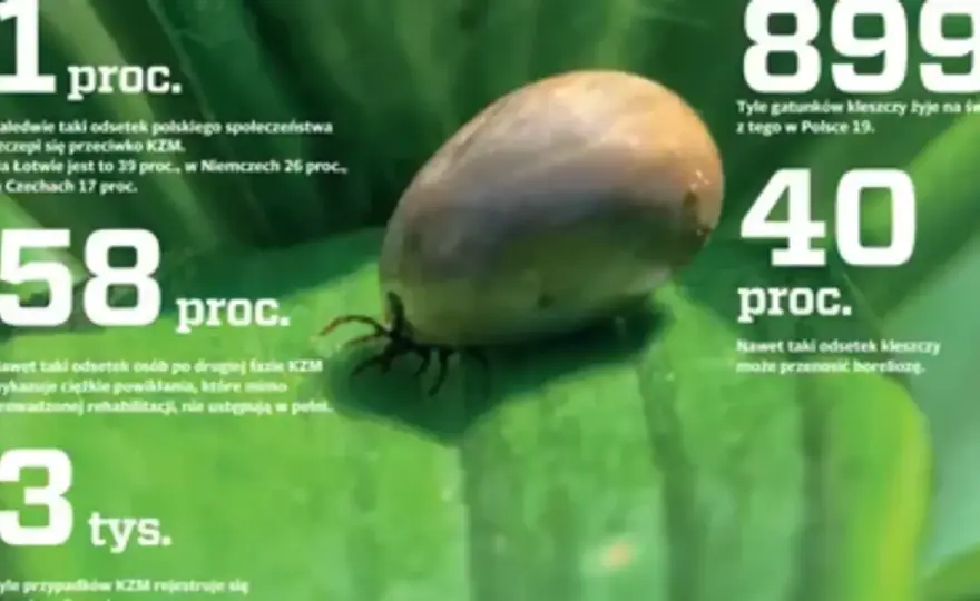 Kleszczowe zapalenie mózgu - jak rozpoznać i chronić seniorów