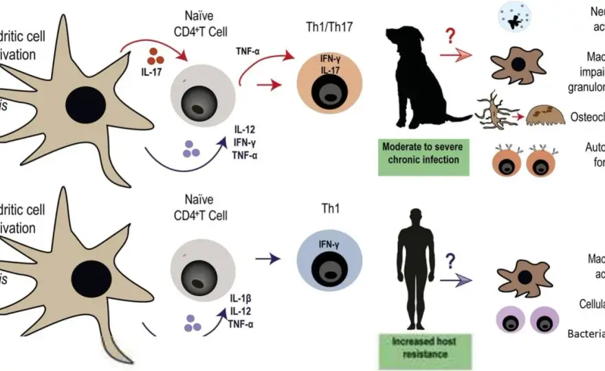 Canine Brucellosis - Silent Threat to Dog Health & Breeding