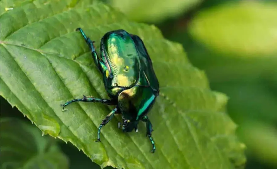 Scarabeo verde smeraldo, è un parassita? Come riconoscerlo