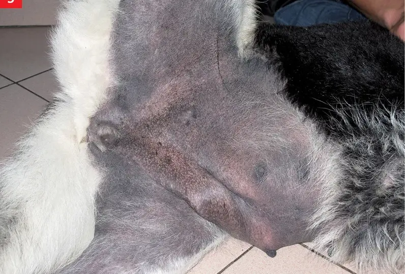 Ciemne plamy na skórze psa: przyczyny, diagnoza i leczenie