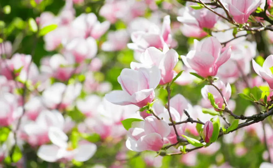 Magnolia efter blomning - vattning, näring och beskärning