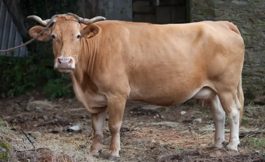 Rubia Gallega - Le guide ultime pour un churrasco parfait
