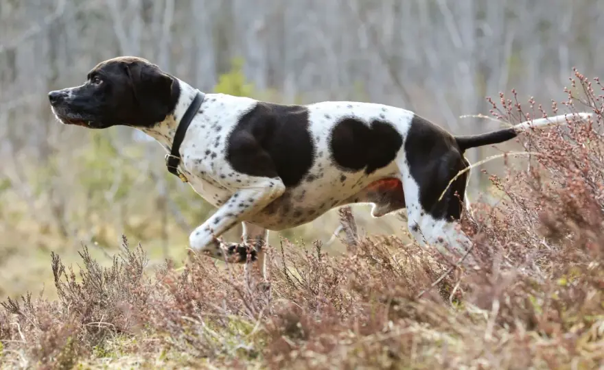 English Pointer im Alltag - passt diese Rasse wirklich zu dir?