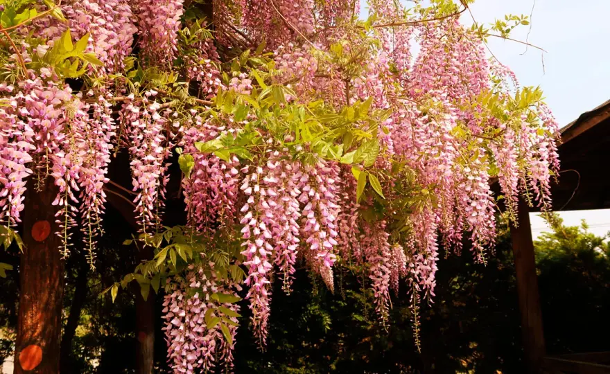 Blåregn på pergola - så lyckas du med konstruktion och beskärning