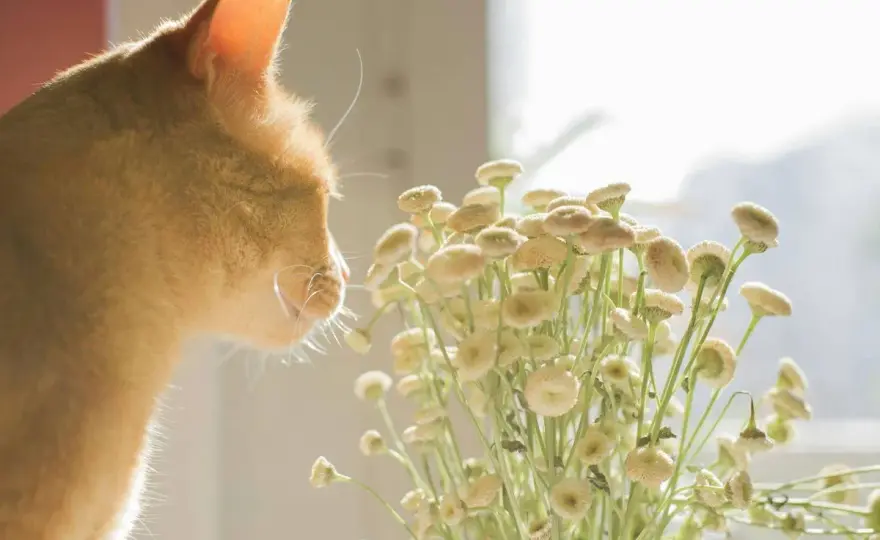 Olor de gato: ¿Cómo calmarlo sin aceites esenciales?