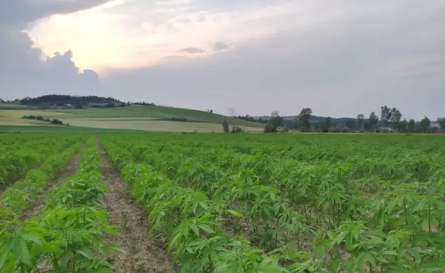 Coltivare canapa in Italia - regole, semina e filiera