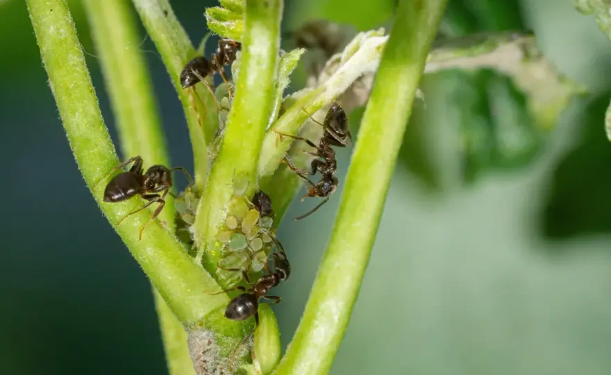 Fourmis au jardin, faut-il les éliminer ?