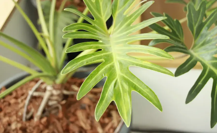 Filodendron Xanadu - Pielęgnacja bez zgadywania. Jak dbać?