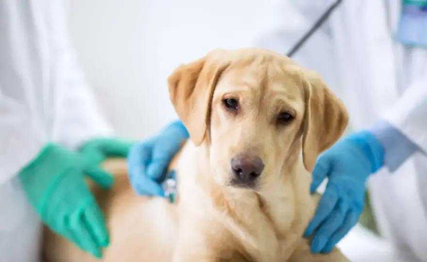Diarrea nel cane - Cosa fare, quando correre dal veterinario?