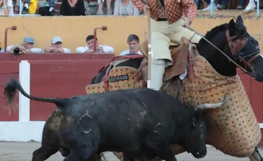 Raso de Portillo: historia, selección y el toro bravo español
