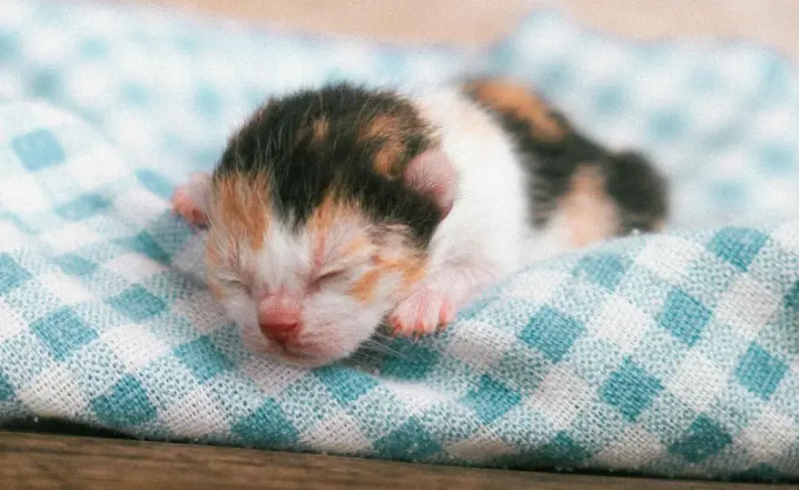 Cuidar gatito recién nacido - Guía esencial para no fallar