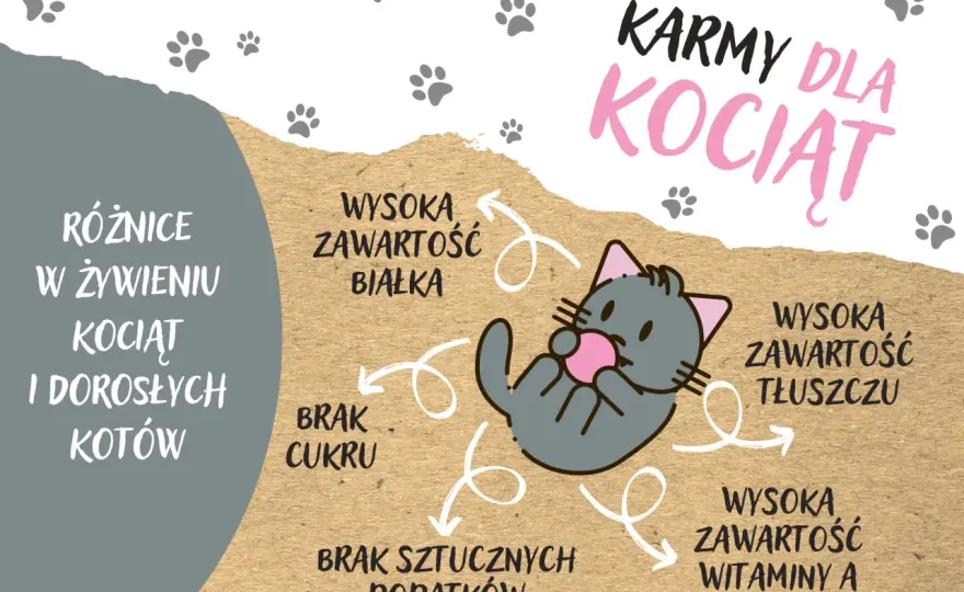 Jakie karmy są najlepsze dla kociąt: suche i mokre opcje żywieniowe