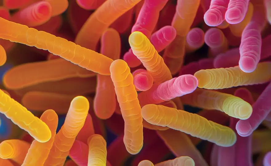 Bifidobacterium breve BR03 - analiza właściwości probiotyku.