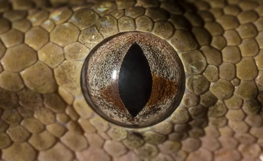 Taipán del interior - ¿La serpiente más venenosa o peligrosa?