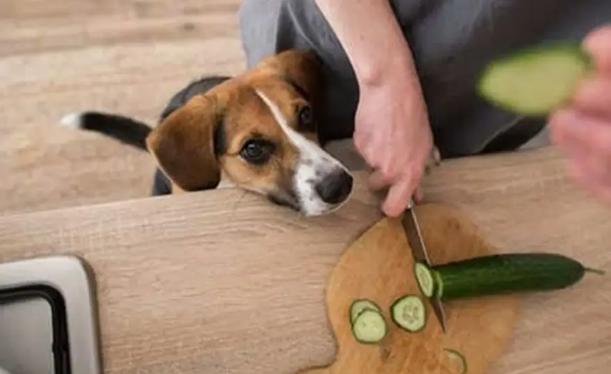 Pepino para perros - ¿Es seguro y cómo darlo?
