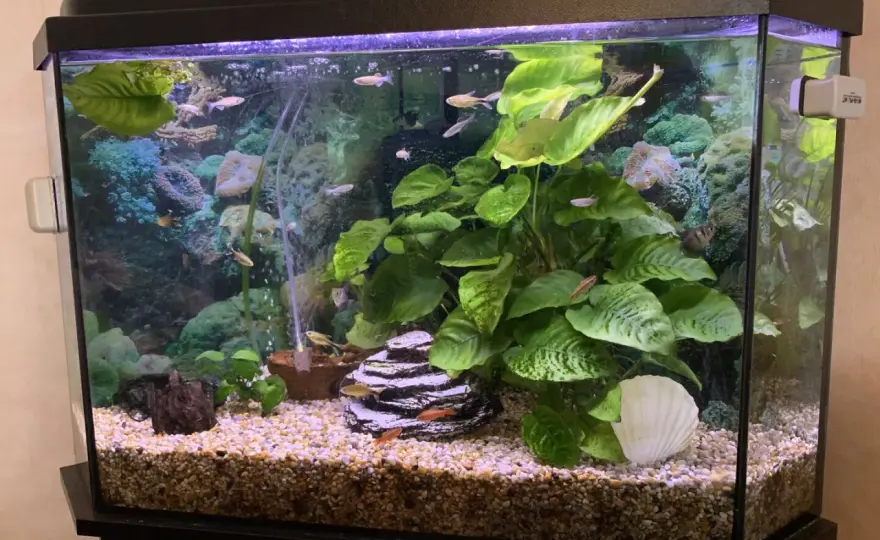 Akvarium utan pump – Så lyckas du med ett tyst kar